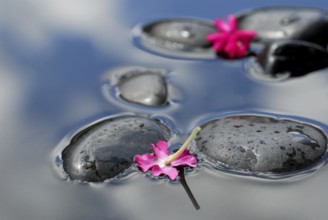 Flowers of verbena on stones in water (verbena hybrid) , verbena