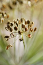 Dill (Anethum graveolens) dill