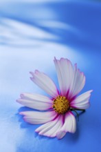 Jewelry basket 'Picotee', jewelry basket, Cosmos (Cosmos) Cosmea