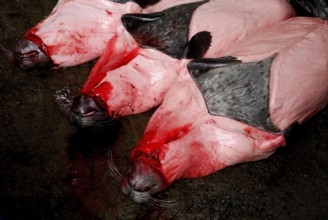 Killed seals, Iceland, Europe