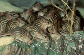 Striped barbary striped grass mouse (Lemniscomys barbarus)