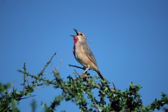 Rosy-patched Bush Shrike, Samburu Game Reserve, Kenya (Rhodophoneus cruentus) (Tchagra cruenta)