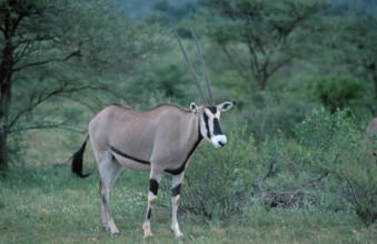 Oryx, Gemsbok (Oryx gazella), Samburu Game Reserve, Kenya, Africa