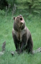 Grizzly bear (Ursus arctos horribilis)