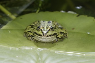 Edible Frog (Rana esculenta), Germany, Europe