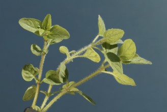 Marjoram (Origanum majorana) leaves