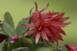 Easter cactus (Rhipsalidopsis gaertneri) (Schlumbergera gaertneri)