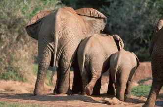 African elephants (Loxodonta africana), Addo National Park, South Africa, Africa