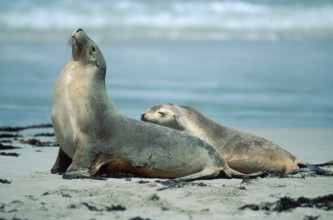 Australian Sea Lions (Neophoca cinerea), female with young, Kangaroo Island, Australia, side,