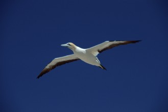 Cape gannet (Morus capensis), Lambert's Bay, South Africa (Sula capensis), releasable