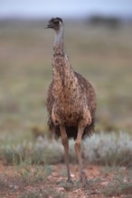 Emu, Stuart National Park (Dromeius novaehollandiae), Australia, Oceania