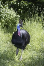 Double-wattled Cassowary (Casuarius casuarius), male, Australian Cassowary