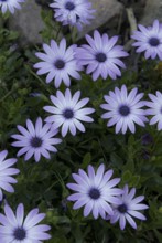 Gazania (Gazania)