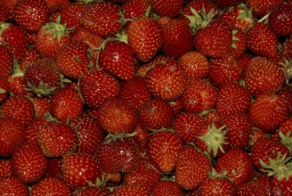 Strawberries (Fragaria x ananassa)