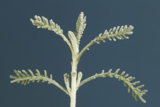 Lavender Cotton leaves (Santolina chamaecyparissus)