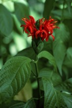 Blackstick, Trinidad (Pachystachys coccinea)