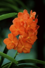 Orchid (Ascocentrum)