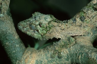 Leaf-tailed Gecko (Uroplatus guentheri), Madagascar, Africa