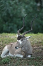 Addax (Addax nasomaculatus), addax, antelope