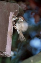 Tree sparrow feeding young bird at nest box, Germany, Europe, animals, bird, songbirds, weaver