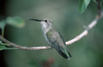 Costa's Hummingbird, Sonora desert, Arizona, USA (Calypte costae), Costa-Kolibri, Sonorawueste,