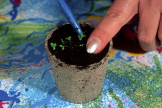 Seedlings in pots, Germany, Europe