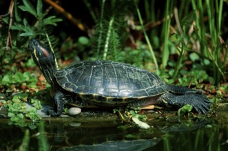 Red-eared Turtle (Trachemys scripta elegans) (Pseudemys scripta elegans)