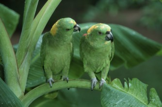 Yellow-naped Amazons, pair, Honduras (Amazona ochrocephala auropalliata), Gelbnackenamazonen, Paar,