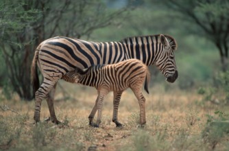 Chapman's Zebras, mare nursing foal, Kruger national park, South Africa (Equus quagga antiquorum),