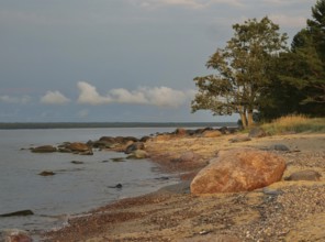 Evening atmosphere on the Estonian Baltic coast. Sand, stones and a boulder in the evening light,