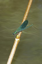 Dragonfly on branch, beautiful demoiselle (Calopteryx virgo), Garstedt, Lower Saxony, Germany,