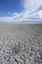 Heavily dried out Darscho or Warmsee, Lake Neusiedl-Seewinkel National Park, Burgenland, Austria,