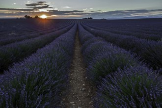 Lavender field, flowering true lavender (Lavandula angustifolia), near Valensole, evening light,