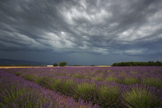 Lavender (Lavandula angustifolia) field, flowering real lavender, thunderstorm atmosphere,