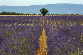 Tree in a lavender field, flowering true lavender (Lavandula angustifolia), near Puimoisson,