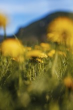 Flowering dandelion (Taraxacum), close-up, Lower Austria, Austria, Europe