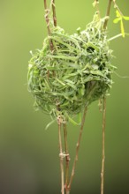 Cape Weaver, nest, South Africa (Textor capensis)