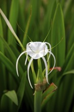 Spider lily, Kota Kinabalu, Sabah, Borneo, Malysia (Hymenocallis occidentalis)