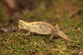 Horned Leaf Chameleon (Brookesia superciliaris), Madagascar, Africa