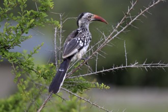 Red-billed hornbill (Tockus erythrorhynchus), Sabi Sabi Game Reserve, Kruger National Park, South