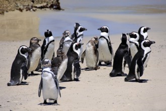 African penguins (Spheniscus demersus), Boulder, Simon's Town, Western Cape, South Africa,