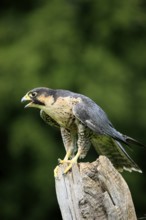 Peregrine falcon (Falco peregrinus), male