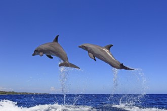 Bottlenose Dolphins (Tursiops truncatus), Honduras, Central America