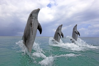 Bottlenose Dolphins (Tursiops truncatus), Honduras, Central America