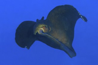 Black sooty sea hare (Aplysia fasciata) large nudibranch swimming through open water against blue