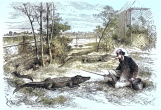 On display in Le Havre, 1869, the enclosure of the Mississippi caiman, France, Historic, digitally