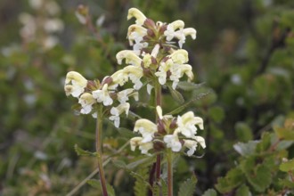 Lapland lousewort (Pedicularis lapponica) flowers in the tundra, Lapland, Norway, Scandinavia,