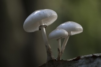 Porcelain fungi (Oudemansiella mucida), Emsland, Lower Saxony, Germany, Europe