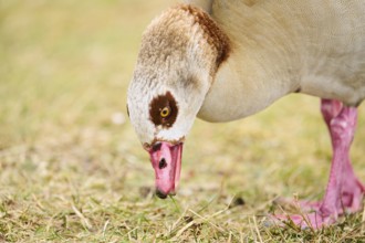 Egyptian goose (Alopochen aegyptiaca), portrait, detail, Bavaria, Germany Europe