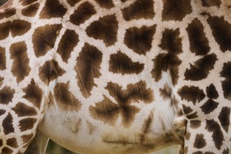 Reticulated giraffe (Giraffa reticulata) fur, detail, Bavaria, Germany Europe